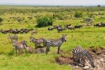  5 Day The Great Wildebeest Calving Safari 