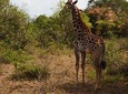 2 Days Mwanza to Burigi Chato National Pack -With- Burigi chato Safaris Co L.T.D