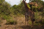 2 Days Mwanza to Burigi Chato National Pack -With- Burigi chato Safaris Co L.T.D