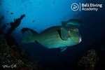  Discover Scuba Diving in Tulamben, beginner try dive (day trip from south bali)