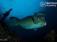 Day Trip for certified divers - 3 Dives in Tulamben ( pick up from South Bali)