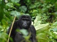 5 Days gorillas and Lion Tour in Uganda