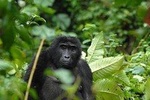 5 Days gorillas and Lion Tour in Uganda