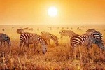 8 Days / 7 Nights Tanzania-Zanzibar Holiday Package