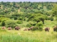 3 Days Tarangire National park Wildlife Safari 