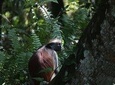 Half-Day Private Jozani Chwaka Bay Forest Tour in Zanzibar