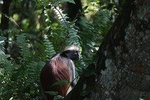 Half-Day Private Jozani Chwaka Bay Forest Tour in Zanzibar