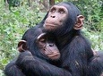 2 Days Chimpanzee trekking & Canopy Walk in Nyungwe National Park 