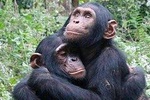 2 Days Chimpanzee trekking & Canopy Walk in Nyungwe National Park 