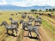 5 days nothern Tanzania camping Safari 