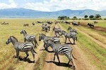 5 days nothern Tanzania camping Safari 