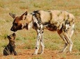 4 Days Touch of Wilderness – Mid-Range