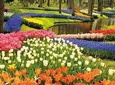 Private tour : Keukenhof Tulips and Delft Tour from Brussels Full day