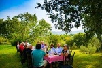 Lunch among the olive trees