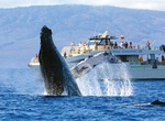 Attend Maui Whale Festival, Maui, Hawaii