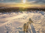 Visit Churchill, Manitoba