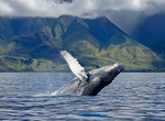 See Humpback Whales off Maui, Hawaii