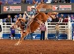 Attend Rodeo Austin, Texas