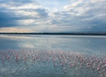 See Flamingos at Limassol Salt Lake (Akrotiri Salt Lake), Cyprus