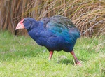 See a South Island Takahē