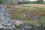 6 Days/ 5 Nights Etosha and Sossusvlei Experience - Self-drive 