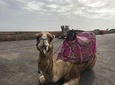 Camel Riding experience in Agadir