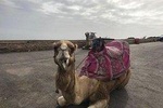 Camel Riding experience in Agadir