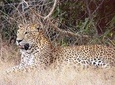 Yala National Park Shared Safari