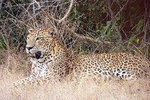 Yala National Park Shared Safari