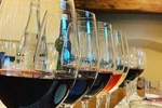 Guided Winery Tour with Tasting & Light Lunch in Bolgheri