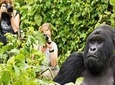 6 Days Uganda Gorilla Trekking & Hiking to Dian Fossey Tomb in Rwanda.