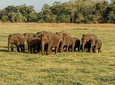 Minneriya National Park Private Safari