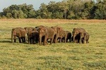 Minneriya National Park Private Safari