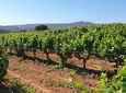 Private Tour of Azeitão / Palmela / Setúbal Wines