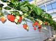 Strawberry Picking and Snow experience at Mt Fuji ski resort for VIP