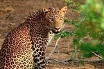 Galle & Yala National Park Safari From Colombo ( 3D 2N )