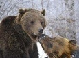 The Bears Sanctuary and the Dracula's Castle, Private Tour