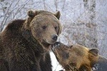 The Bears Sanctuary and the Dracula's Castle, Private Tour