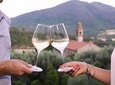 Wine Tour in the Euganean Hills