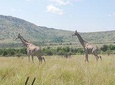 Pilanesberg & Safari Lion Park