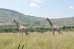 Pilanesberg & Safari Lion Park