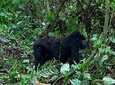 6 Days Rwanda Uganda Wildlife Safari