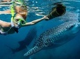 Oslob Whale Shark Snorkeling and Badian Canyoneering Adventure