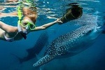 Oslob Whale Shark Snorkeling and Badian Canyoneering Adventure