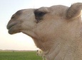 Round trip Saudi Arabia with German tour guide in a small group max 6 people