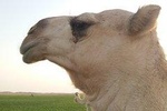 Round trip Saudi Arabia with German tour guide in a small group max 6 people