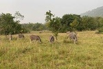 Escape to Shail Hills and Akosombo: Wild Animals, Caves & The View Of Volta Lake