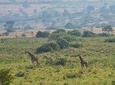 Full-Day Tour of Akagera National park From Kigali, Day Trip with Guide