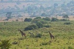 Full-Day Tour of Akagera National park From Kigali, Day Trip with Guide