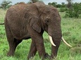 7 Days/6 Nights - Tanzania luxury wildlife and walking safari 